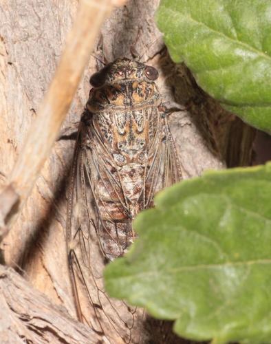 Cicada orni